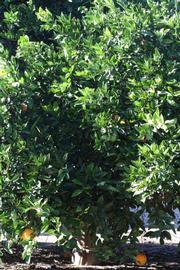            Habit (Riverside, CA)   