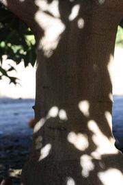              Bark (Riverside, CA)       