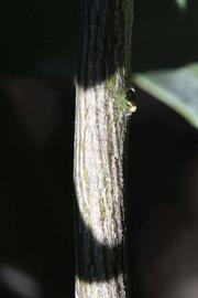              Second - third year twig (Riverside, CA)       