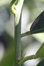               First year twig (Riverside, CA)       