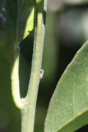              First year twig (Riverside, CA)       