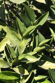            Sun leaves (Riverside, CA)   