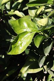            Sun leaves (Riverside, CA)   