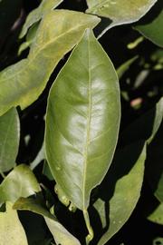              Unifoliolate leaf (Riverside, CA)       