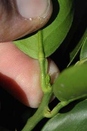              Petiole (Riverside, CA)       