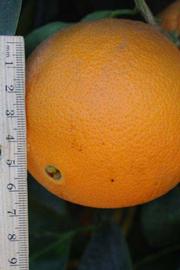            Fruit (Riverside, CA)   