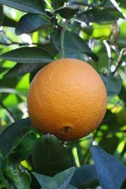            Fruit (Riverside, CA)   