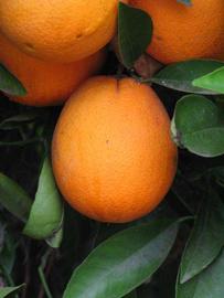            Fruit (Riverside, CA)   