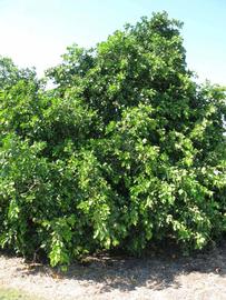            Habit (Winter Haven, FL)   