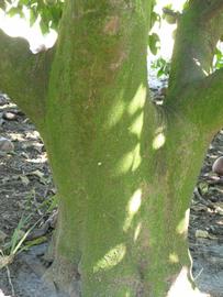            Bark (Winter Haven, FL)   