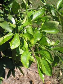              Sun leaves (Winter Haven, FL)       