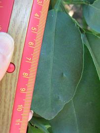              Unifoliolate leaf (Winter Haven, FL)       