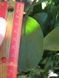              Unifoliolate leaf (Winter Haven, FL)       