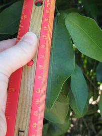             Unifoliolate leaf (Winter Haven, FL)       