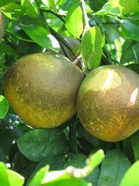            Fruit (Winter Haven, FL)   