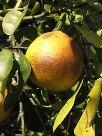            Fruit (Winter Haven, FL)   