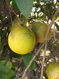            Fruit (Winter Haven, FL)   
