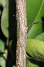              Second - third year twig (Riverside, CA)       