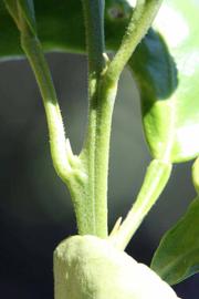            First year twig (Riverside, CA)   