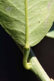              Petiole (Winter Haven, FL)       