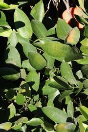            Sun leaves (Riverside, CA)   