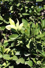            Sun leaves (Riverside, CA)   