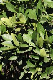            Sun leaves (Riverside, CA)   