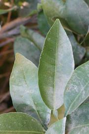            Unifoliolate leaf (Riverside, CA)   