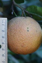            Fruit (Riverside, CA)   