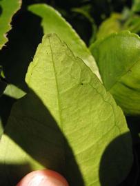              Margin (Winter Haven, FL)       