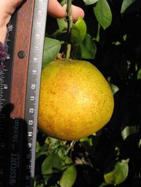            Fruit (Winter Haven, FL)   