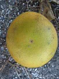            Fruit (Winter Haven, FL)   