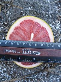            Fruit cross-section (Winter Haven, FL)   