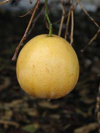            Fruit (Riverside, CA)   