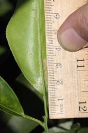              Unifoliolate leaf (Riverside, CA)       