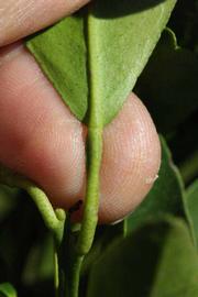             Petiole (Riverside, CA)       