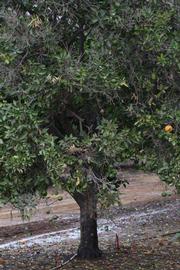            Habit (Riverside, CA)   