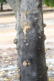            Bark (Riverside, CA)   