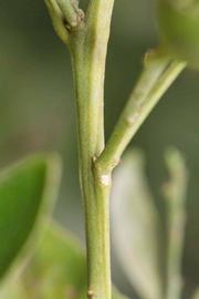            First year twig (Riverside, CA)   