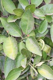              Sun leaves (Riverside, CA)       