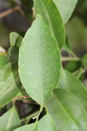              Unifoliolate leaf (Riverside, CA)       