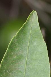              Margin (Riverside, CA)       