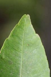              Margin (Riverside, CA)       