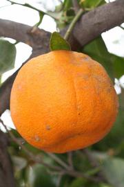            Fruit (Riverside, CA)   