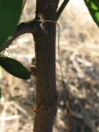              Bark (Winter Haven, FL)       