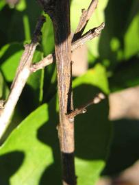              Second - third year twig (Winter Haven, FL)       