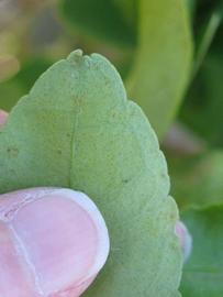              Margin (Winter Haven, FL)       