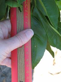              Unifoliolate leaf (Winter Haven, FL)       