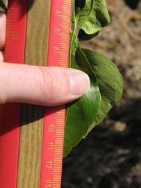              Unifoliolate leaf (Winter Haven, FL)       