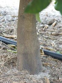            Bark (Winter Haven, FL)   